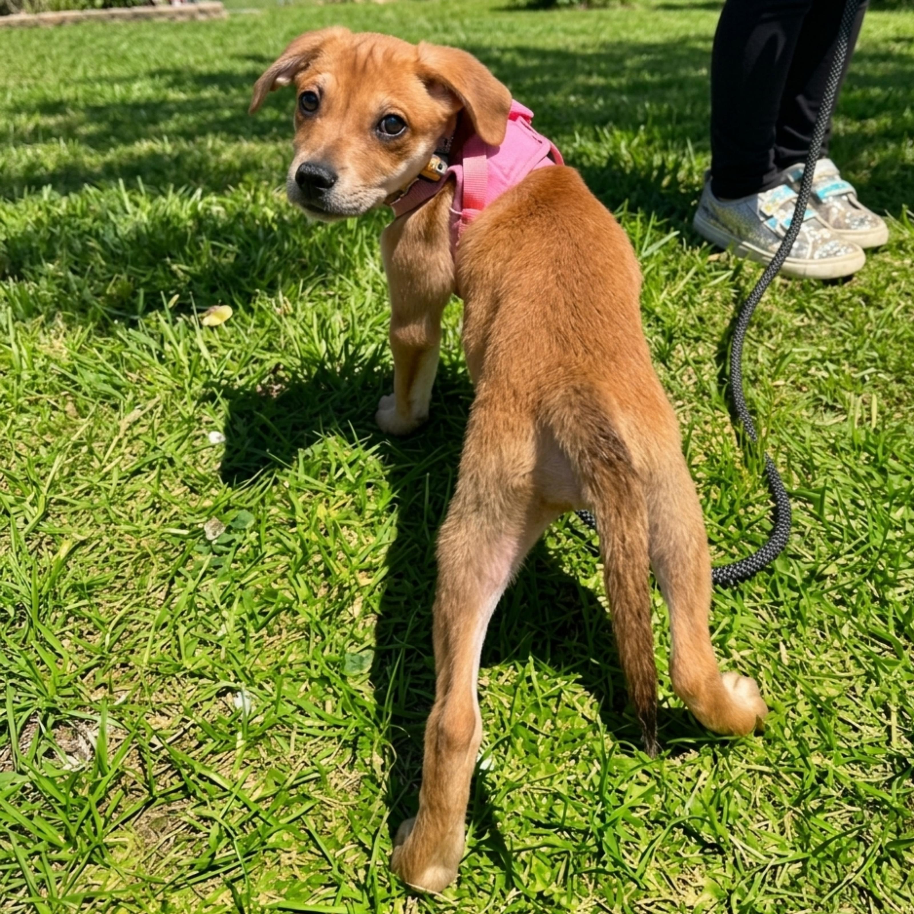 Enlarge Darla, an adopted mixed breed in Denver, NC image 1/5