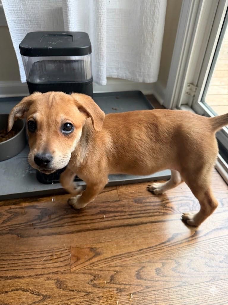 Enlarge Darla, a Adoptable mixed breed in Denver, NC image 2/6