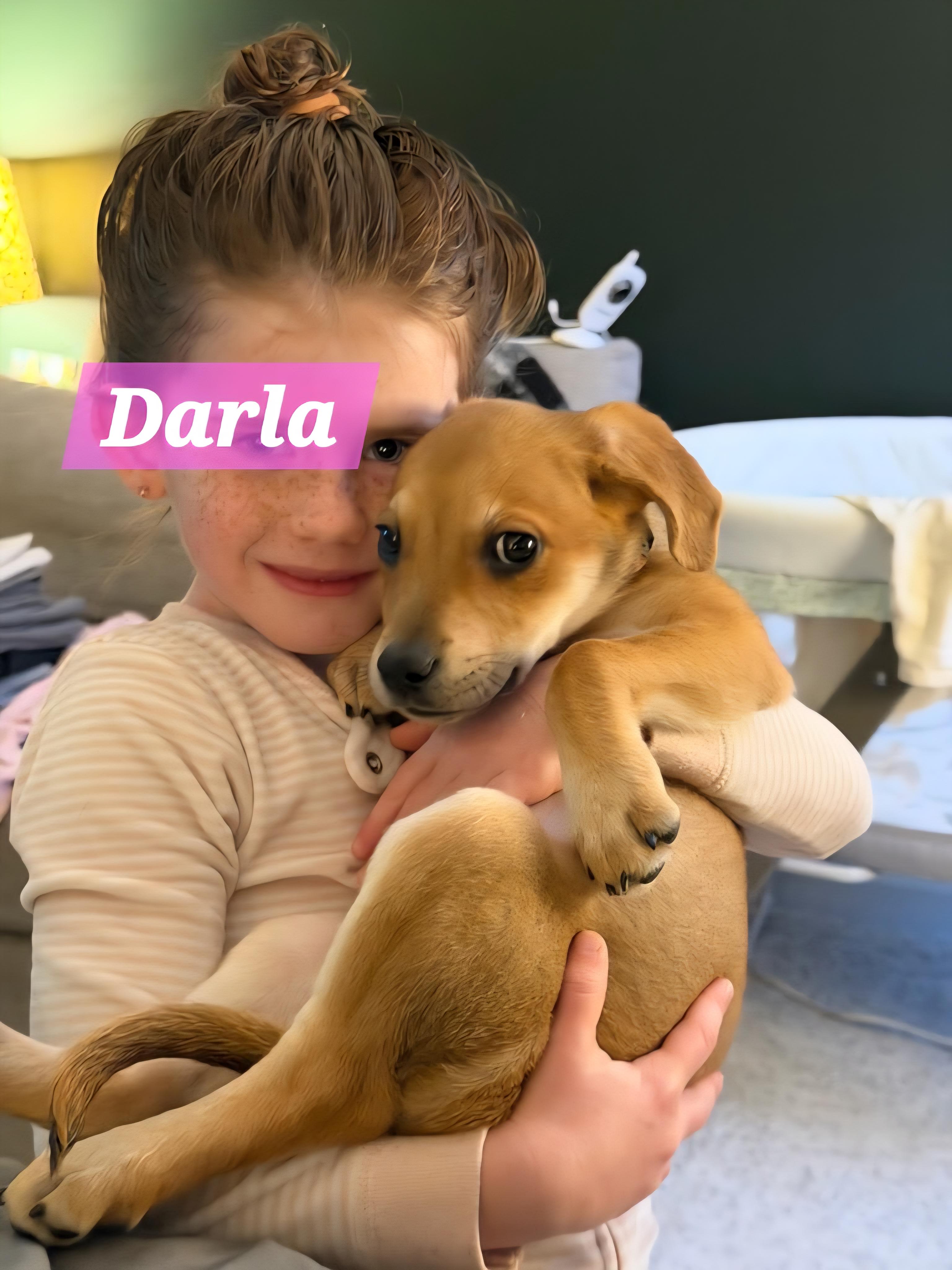 Darla, Adoptable, Puppy Female Chihuahua & Doberman Pinscher.