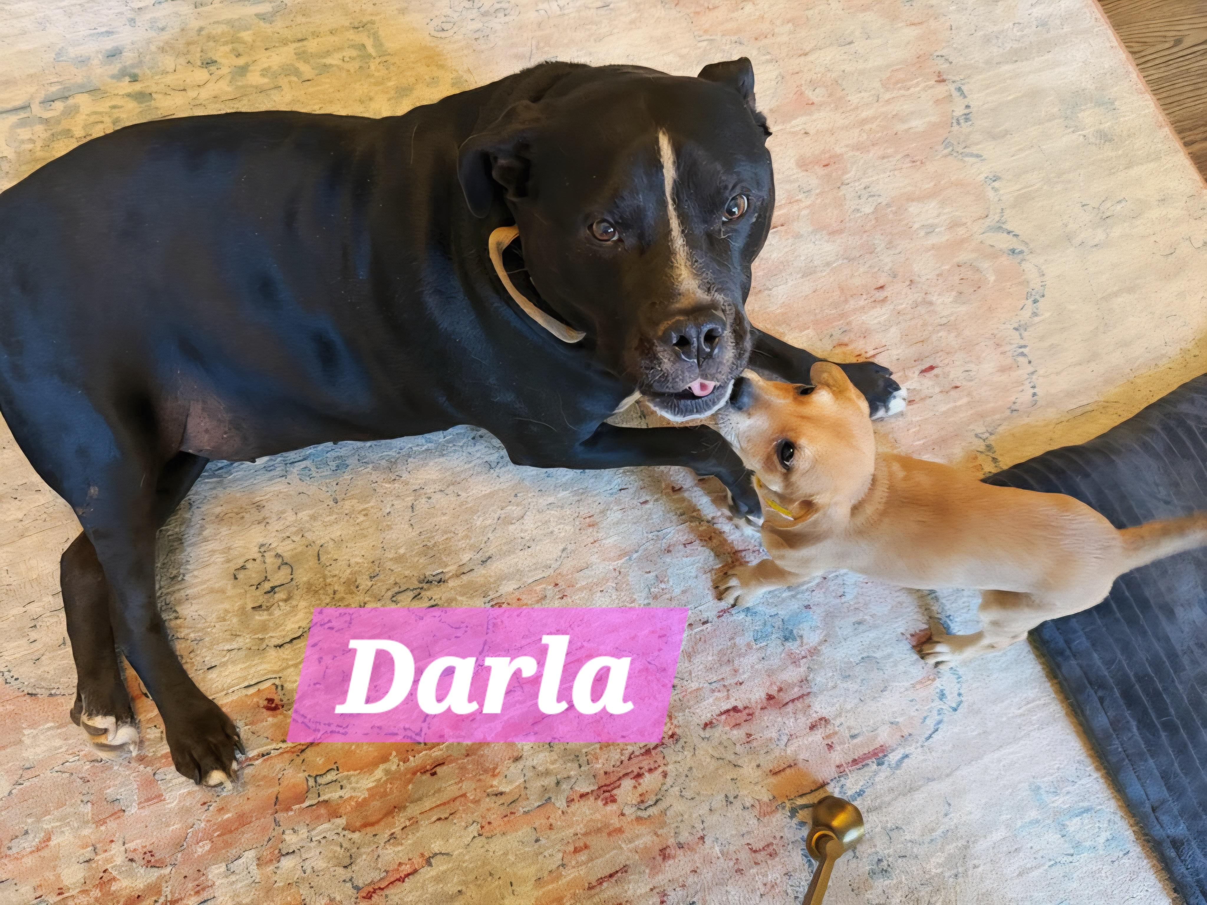 Enlarge Darla, a Adoptable mixed breed in Denver, NC image 5/6