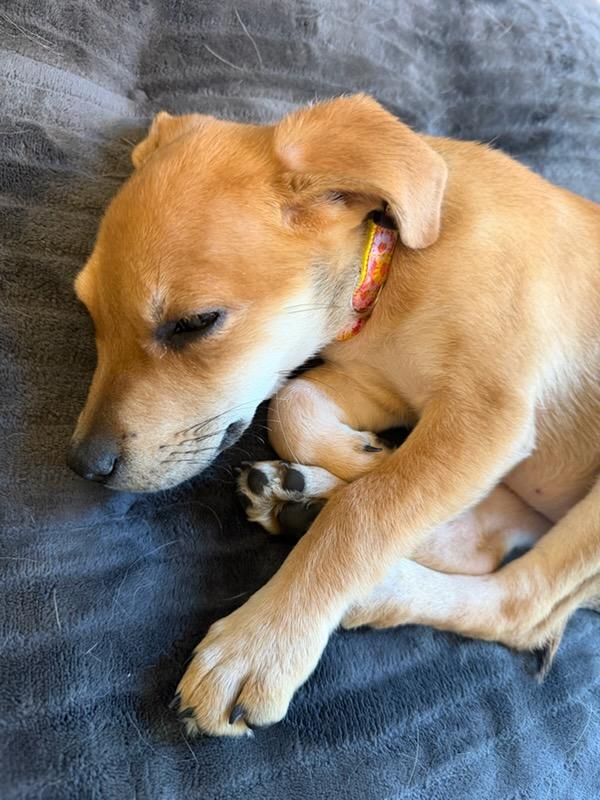 Enlarge Darla, a Adoptable mixed breed in Denver, NC image 4/6