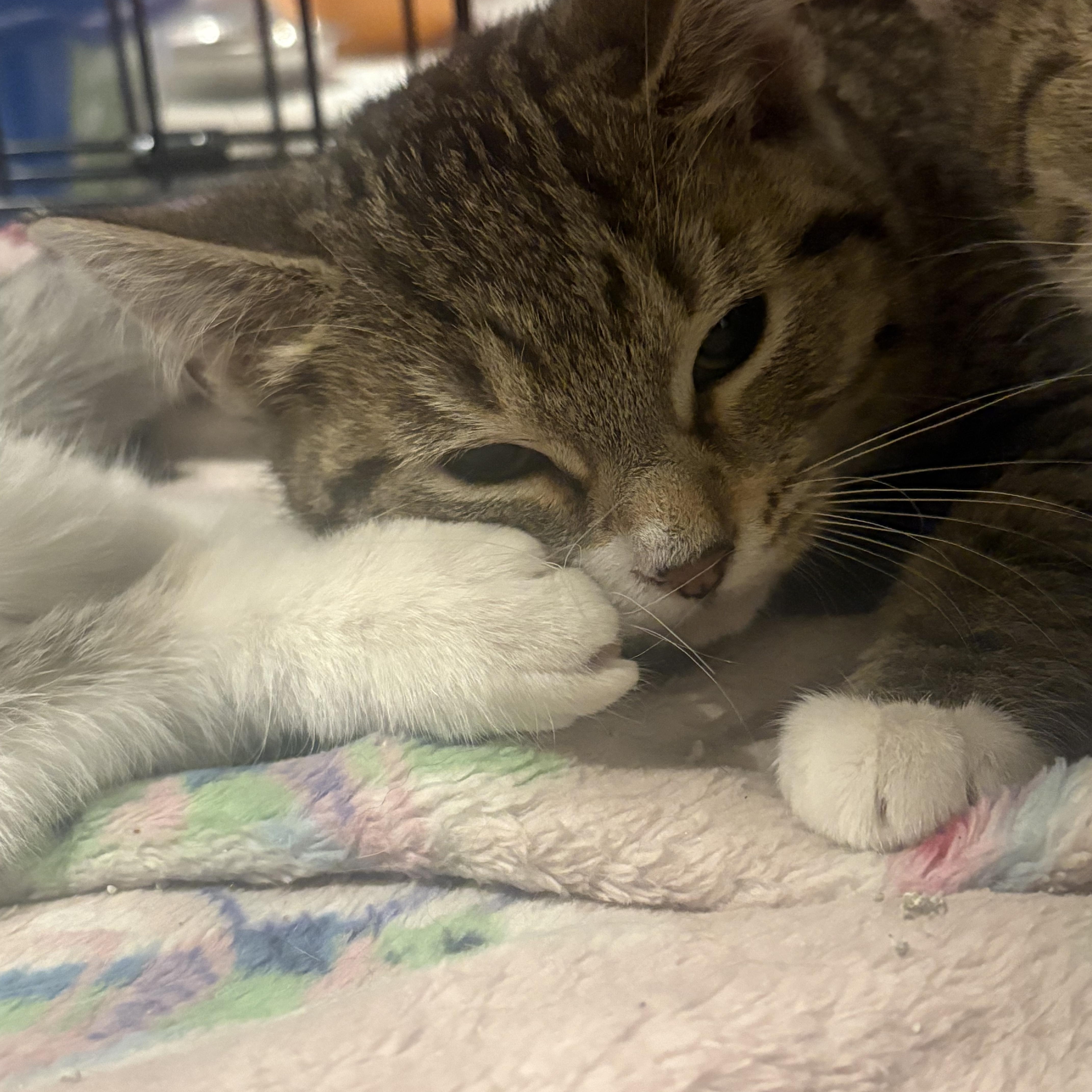 Adorable Kittens!, a Adoptable Domestic Medium Hair in Salem, NH image 1/5