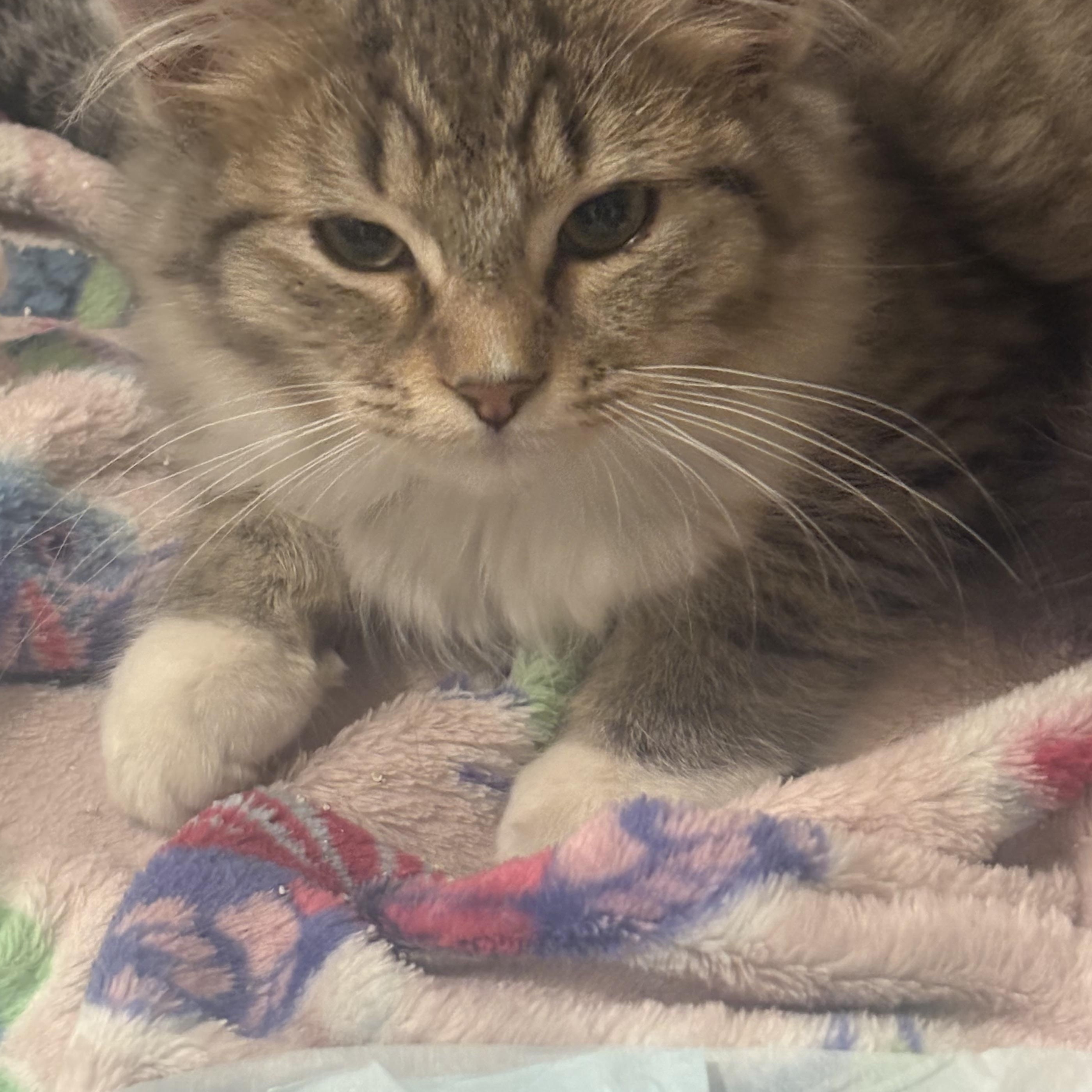 Adorable Kittens!, a Adoptable Domestic Medium Hair in Salem, NH image 3/5