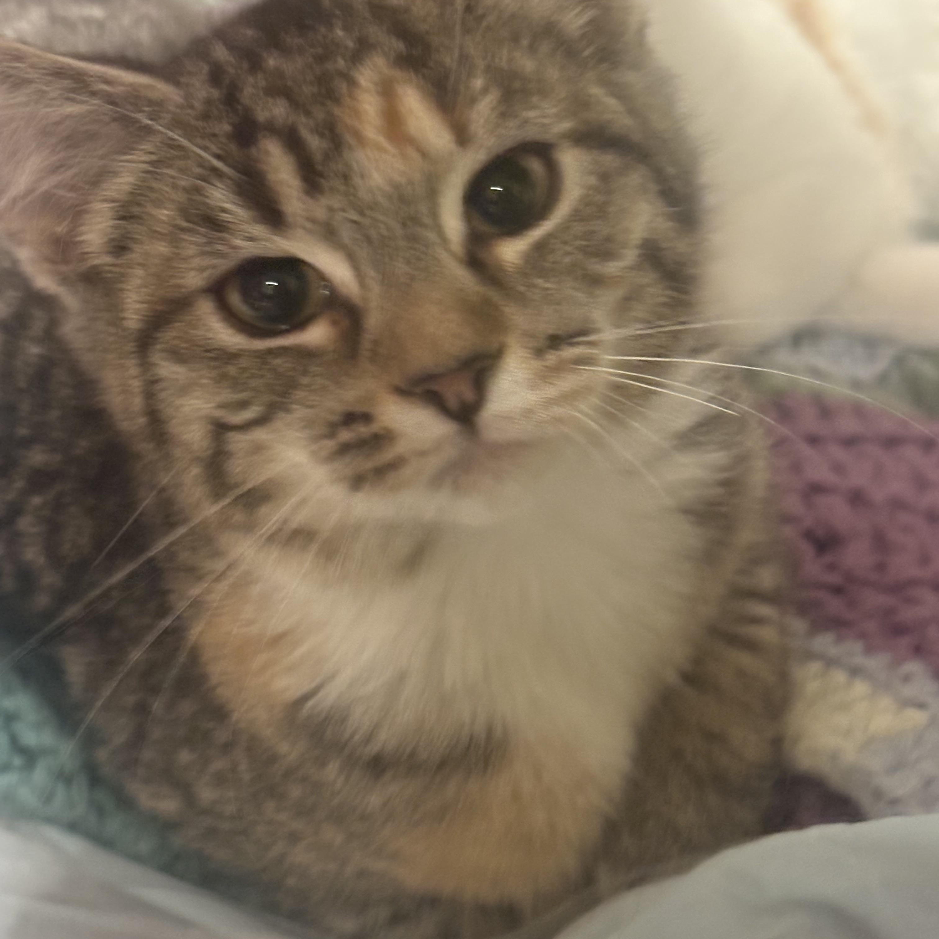 Adorable Kittens!, a Adoptable Domestic Medium Hair in Salem, NH image 4/5