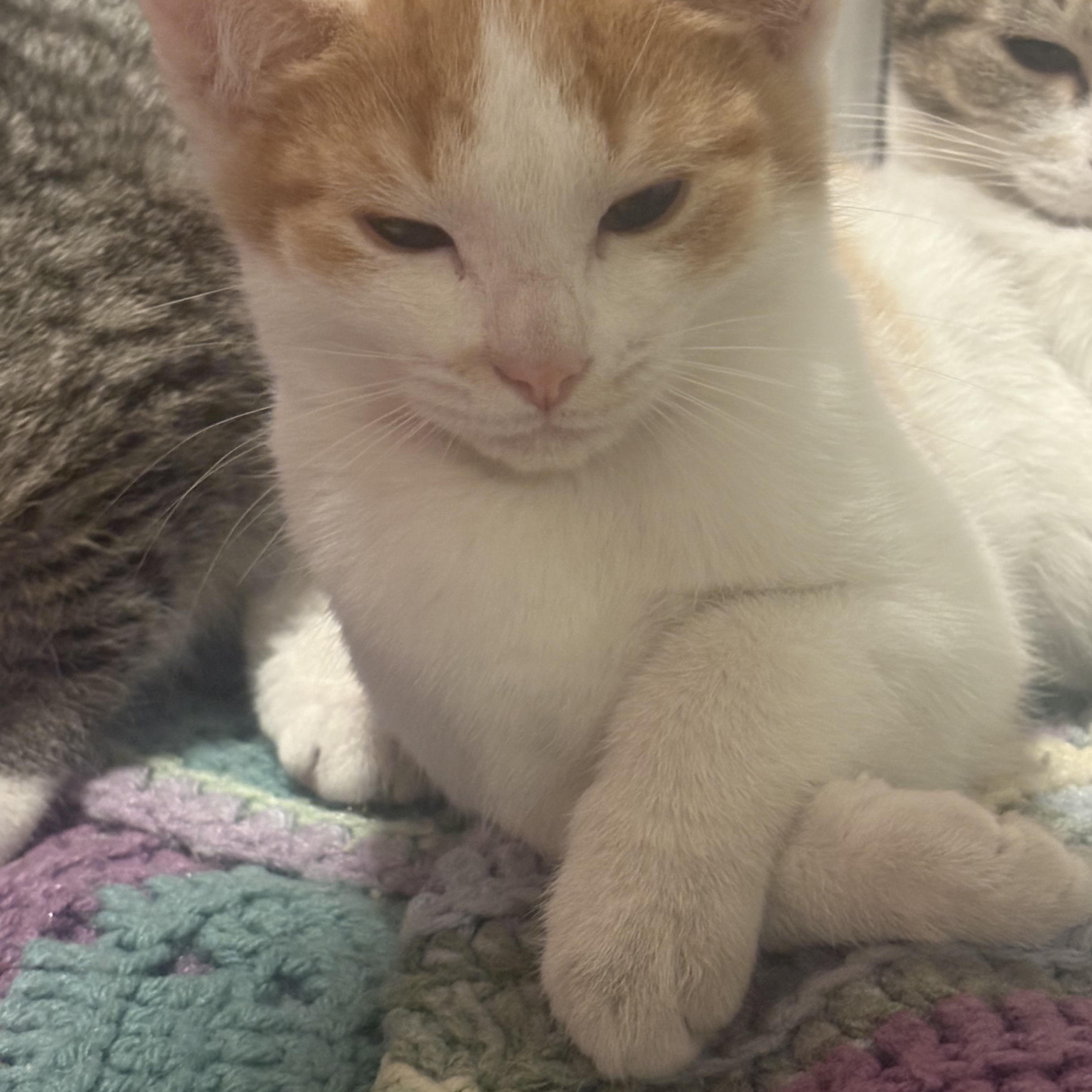 Adorable Kittens!, a Adoptable Domestic Medium Hair in Salem, NH image 5/5