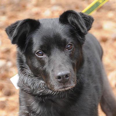 Nyla, ADOPTABLE, Adult Female Feist & Retriever.