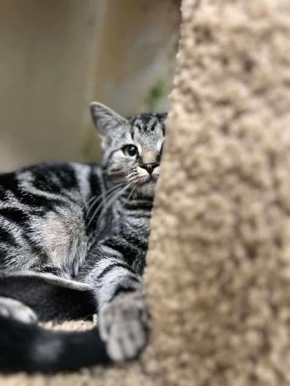 Enlarge Blane, a Adoptable Domestic Short Hair in Clayton, GA image 1/2