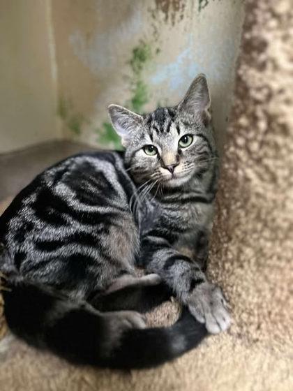 Enlarge Blane, a Adoptable Domestic Short Hair in Clayton, GA image 2/2