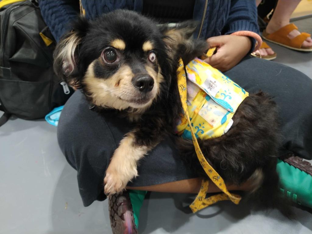 Stevie (In Foster), Adoptable, Adult Male Chihuahua & Pomeranian.