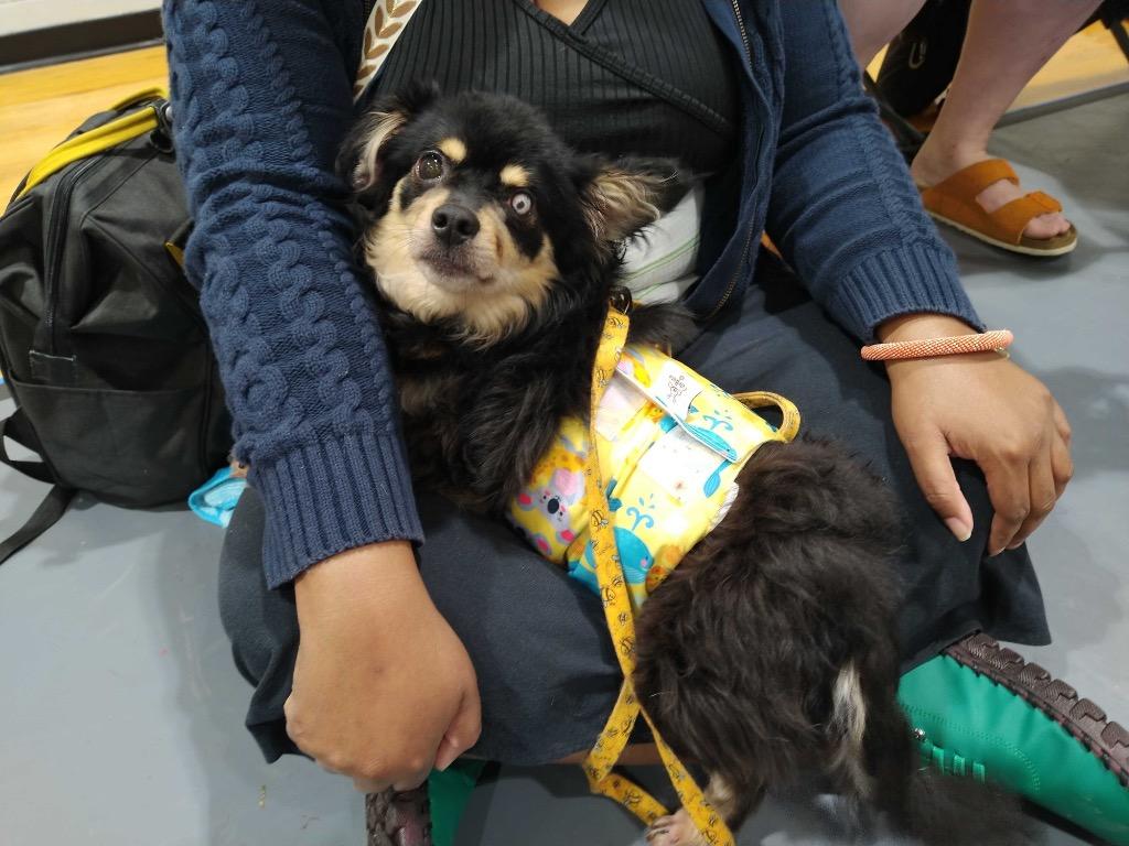 Stevie (In Foster), a Adoptable mixed breed in New Orleans, LA image 2/6