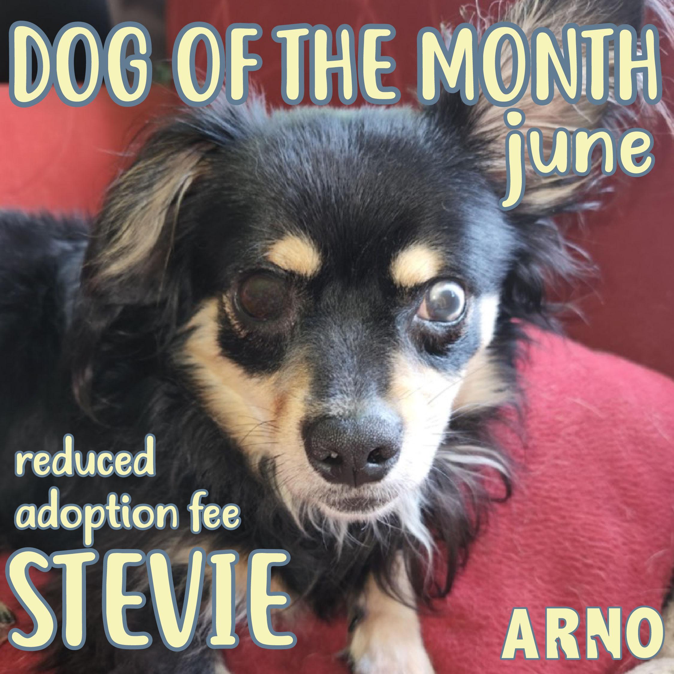 Stevie (In Foster), Adult Male unknown