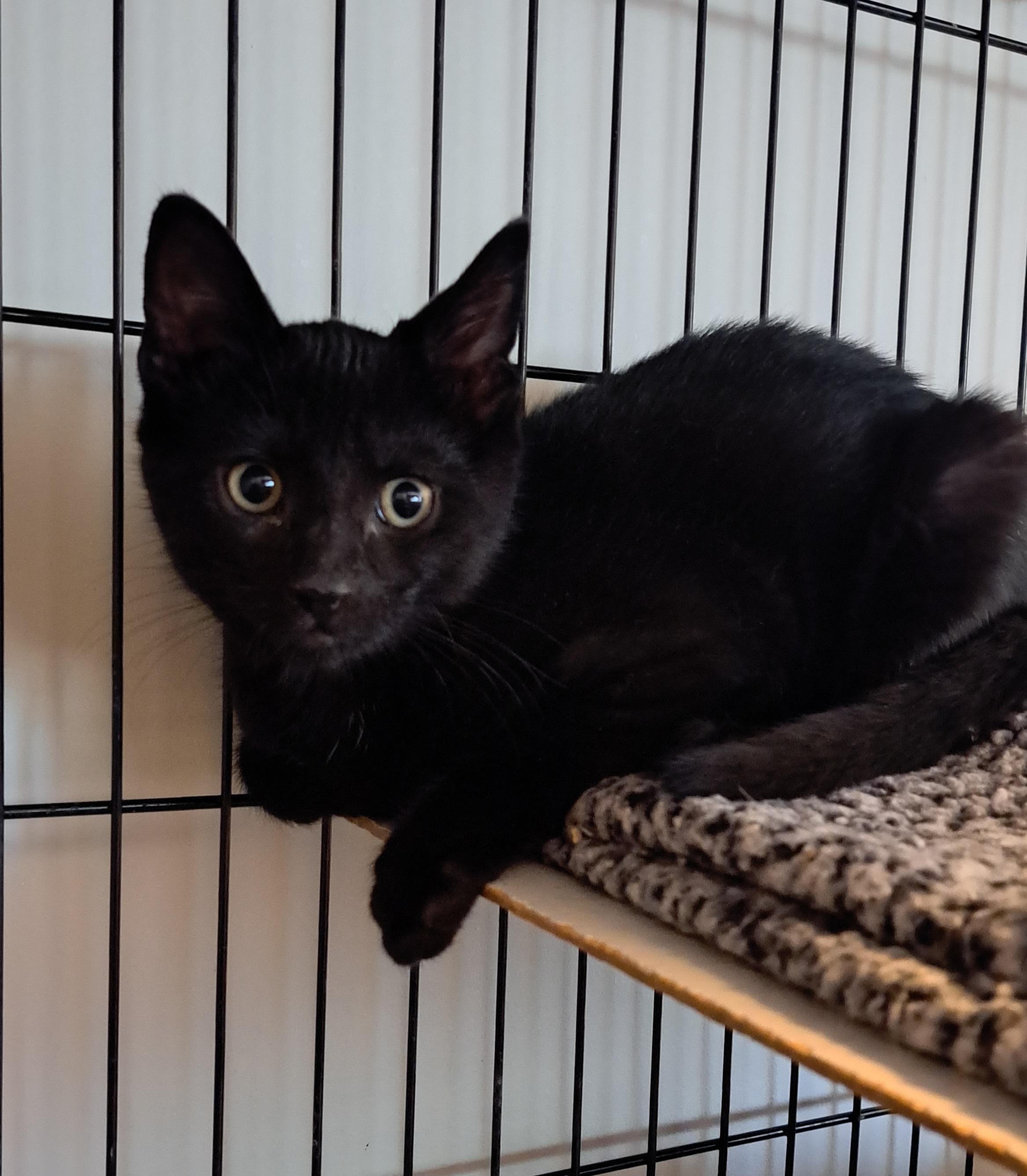 Cicada, Adoptable, Kitten Male Domestic Short Hair.