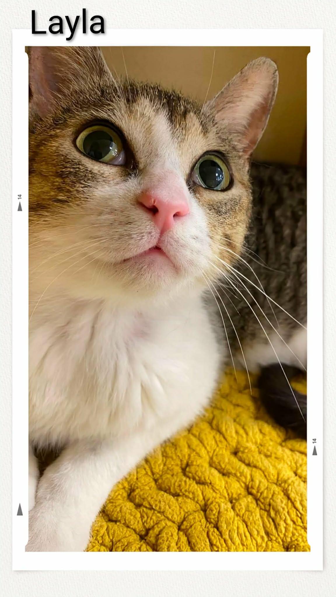 Enlarge Layla, a Adoptable Domestic Short Hair in Caistor Centre, ON image 1/1