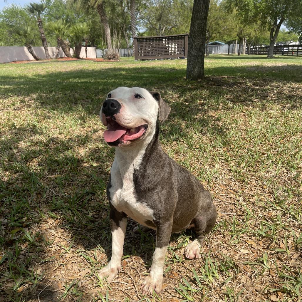 Laura, a Adoptable mixed breed in Corpus Christi, TX image 1/6