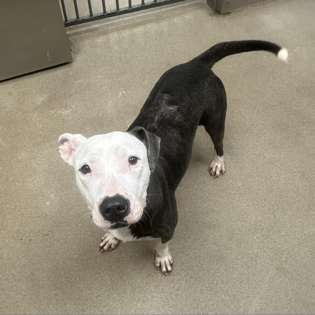 Laura, Adoptable, Adult Female American Staffordshire Terrier.