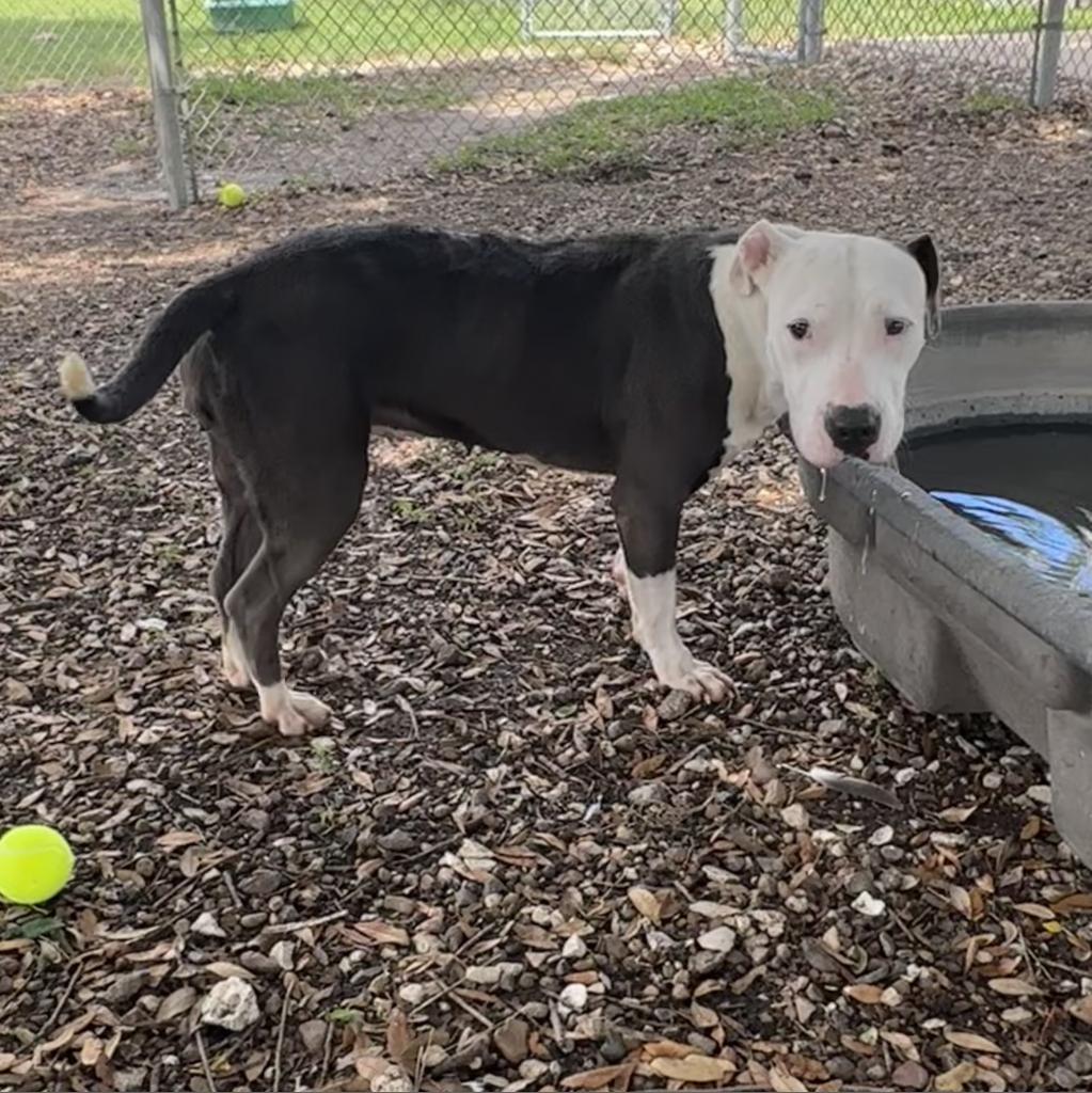 Laura, a Adoptable mixed breed in Corpus Christi, TX image 3/6