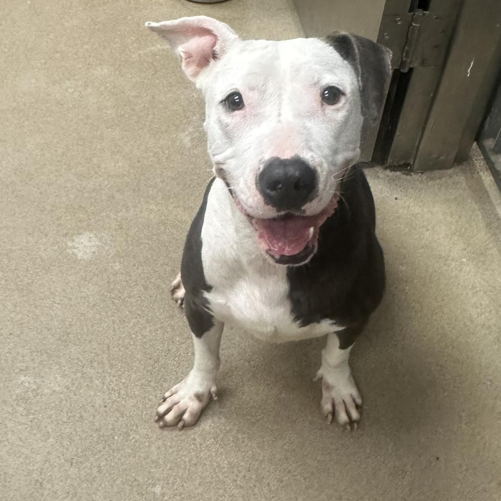 Laura, a Adoptable mixed breed in Corpus Christi, TX image 4/6