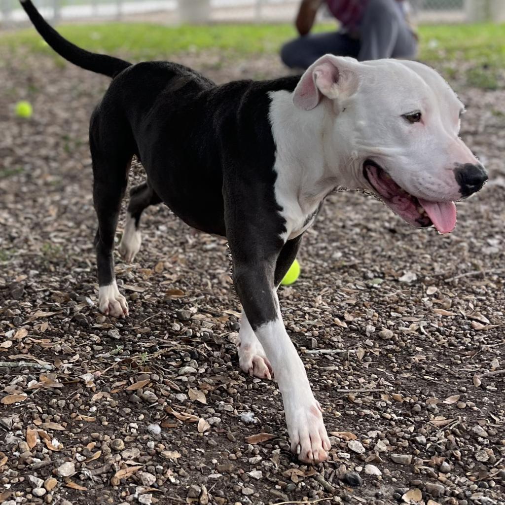 Laura, a Adoptable mixed breed in Corpus Christi, TX image 5/6