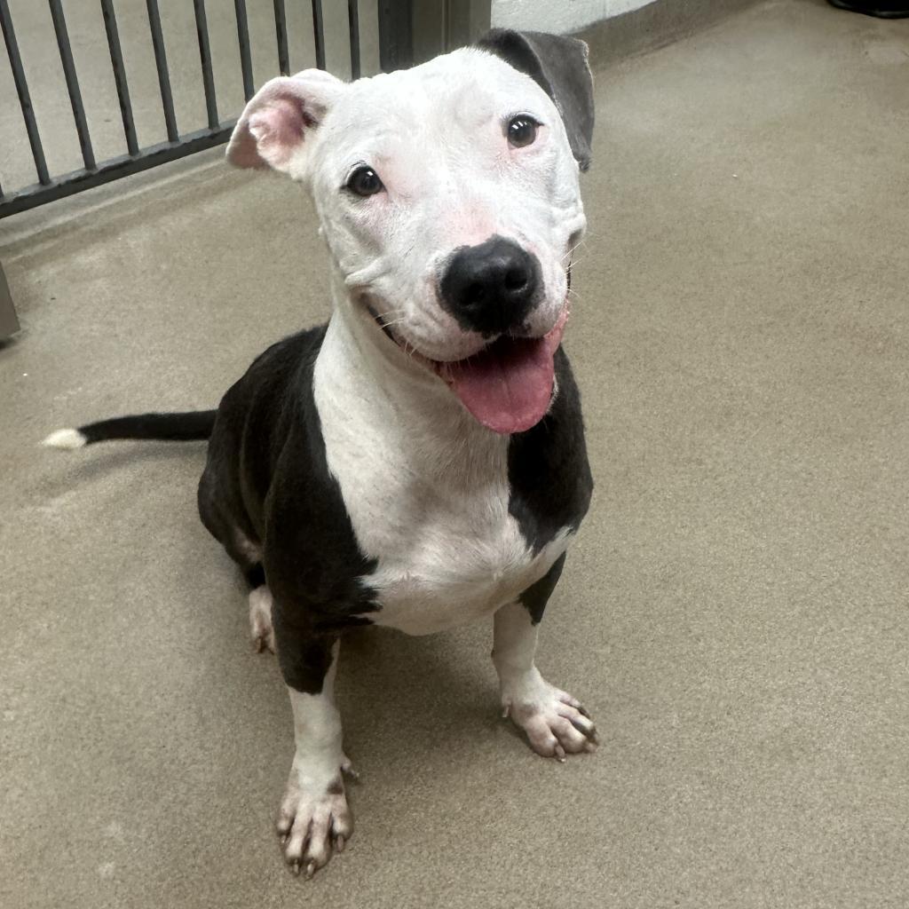 Laura, a Adoptable mixed breed in Corpus Christi, TX image 6/6