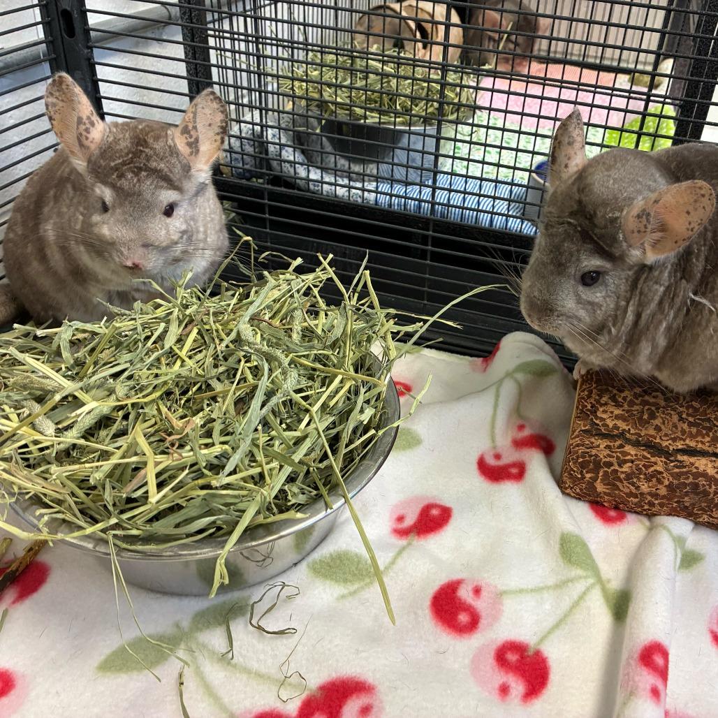 Enlarge Sylveon, a Adoptable Chinchilla in Dayton, OH image 1/2