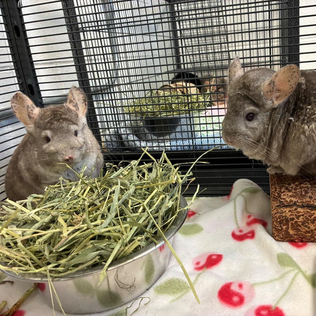 Enlarge Sylveon, a Adoptable Chinchilla in Dayton, OH image 2/2