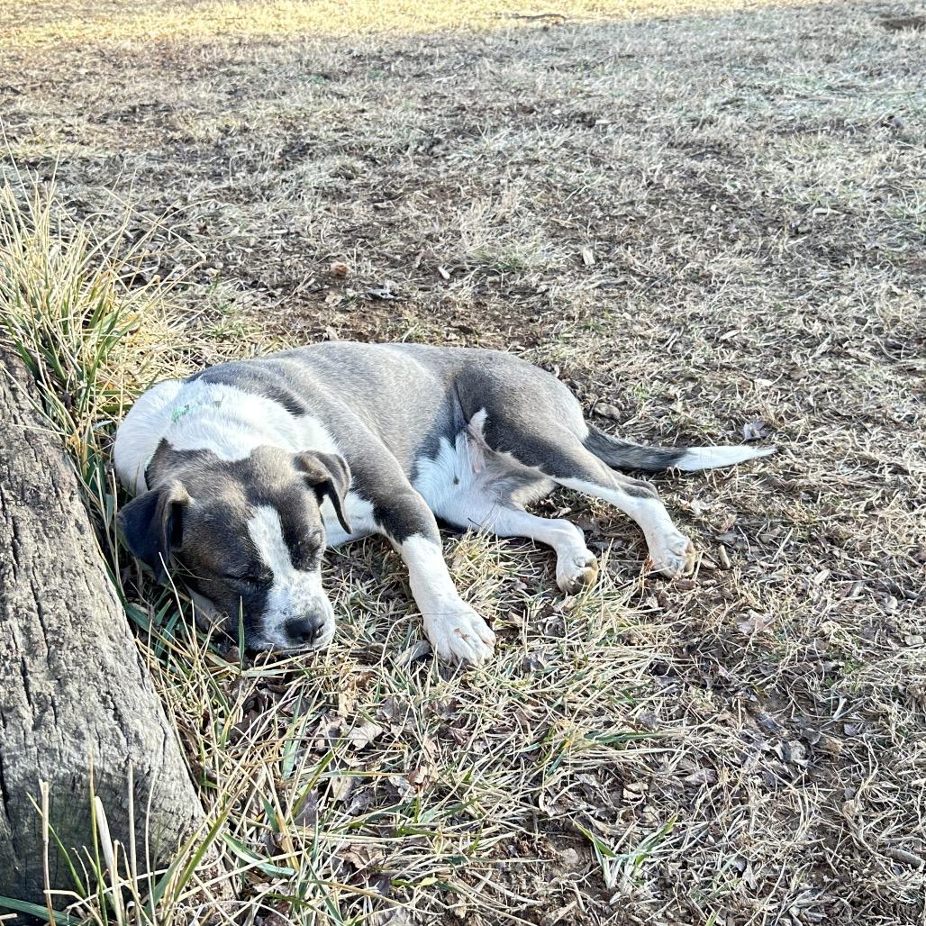 Enlarge Maura, a Adoptable mixed breed in Potomac, MD image 1/6