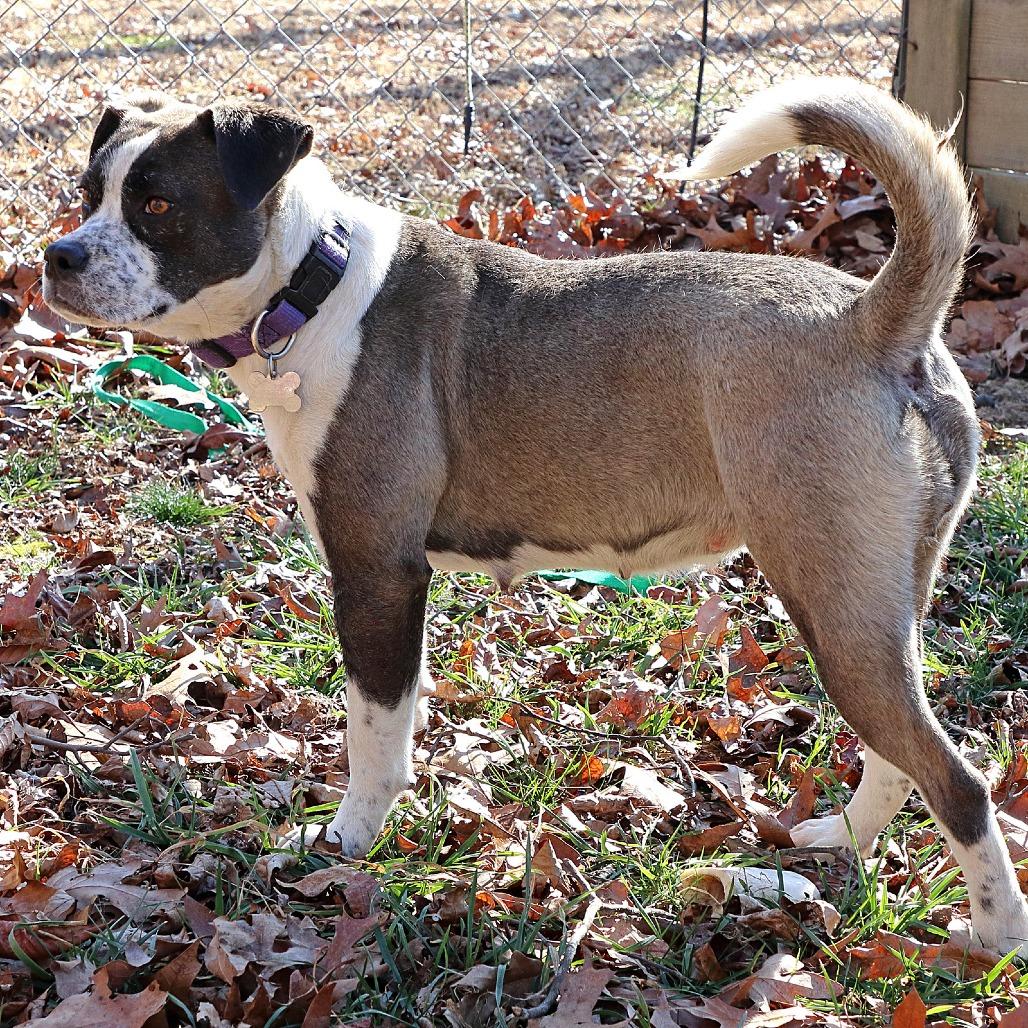 Enlarge Maura, a Adoptable mixed breed in Potomac, MD image 3/6
