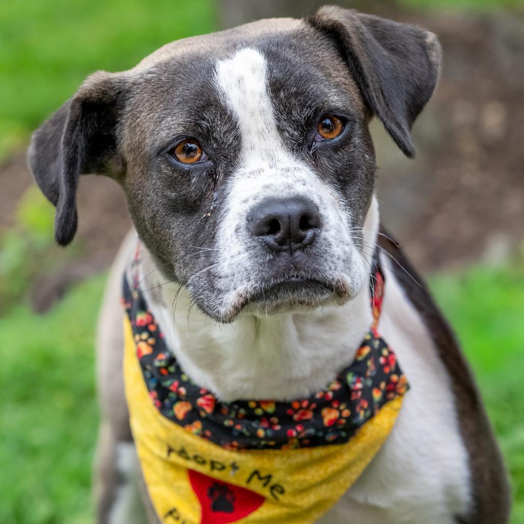 Enlarge Maura, a Adoptable mixed breed in Potomac, MD image 5/6