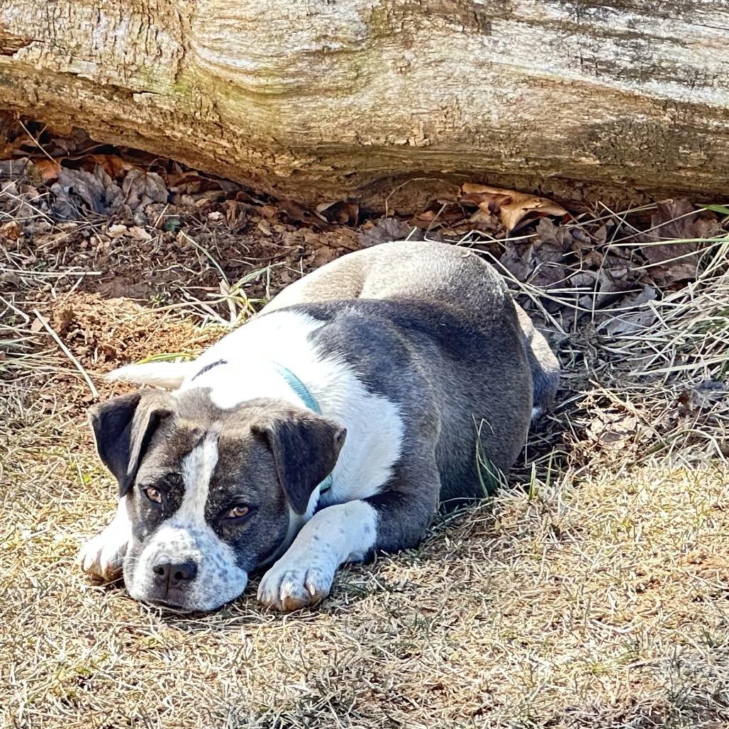 Enlarge Maura, a Adoptable mixed breed in Potomac, MD image 6/6