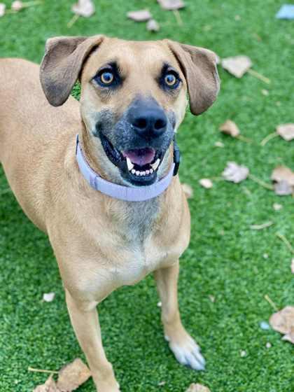Harlem, a Adoptable Mixed Breed in Munster, IN image 1/2