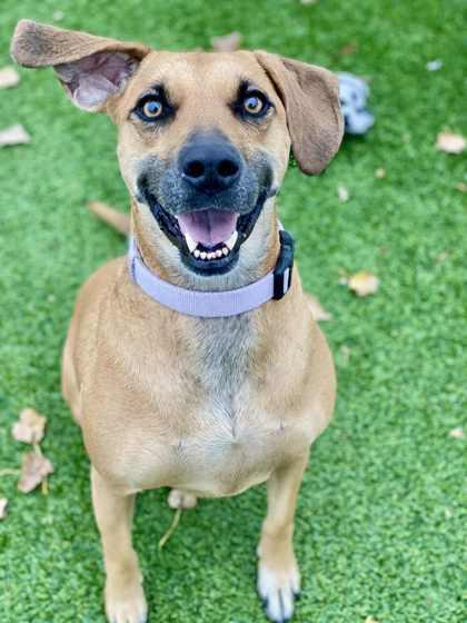 Harlem, Adoptable, Adult Female Mixed Breed & Mixed Breed.