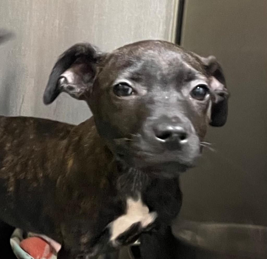 Enlarge Becca, a Adoptable Mixed Breed in Henderson, NC image 1/1