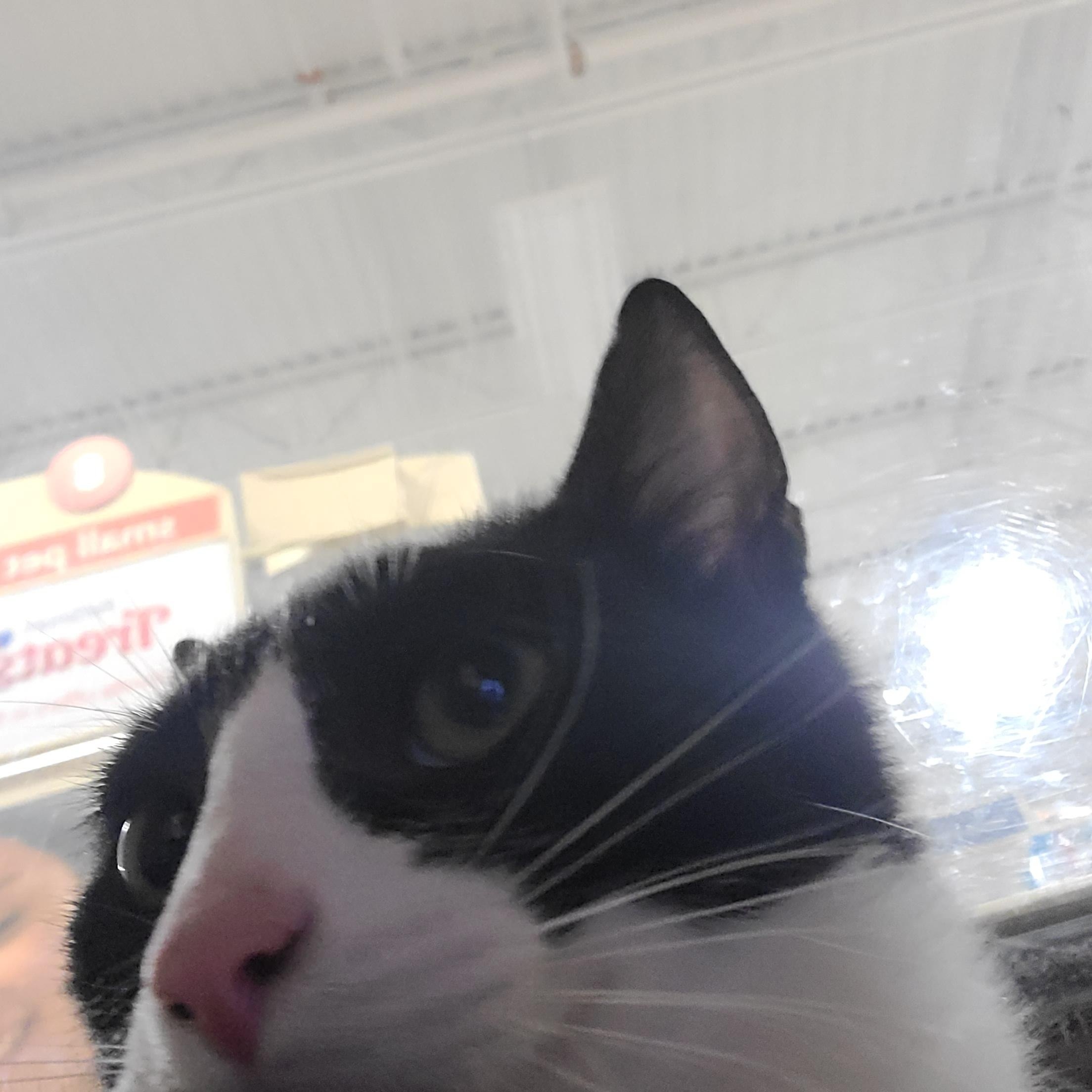 Enlarge Oreo, a ADOPTABLE Domestic Short Hair in Gerrardstown, WV image 2/6