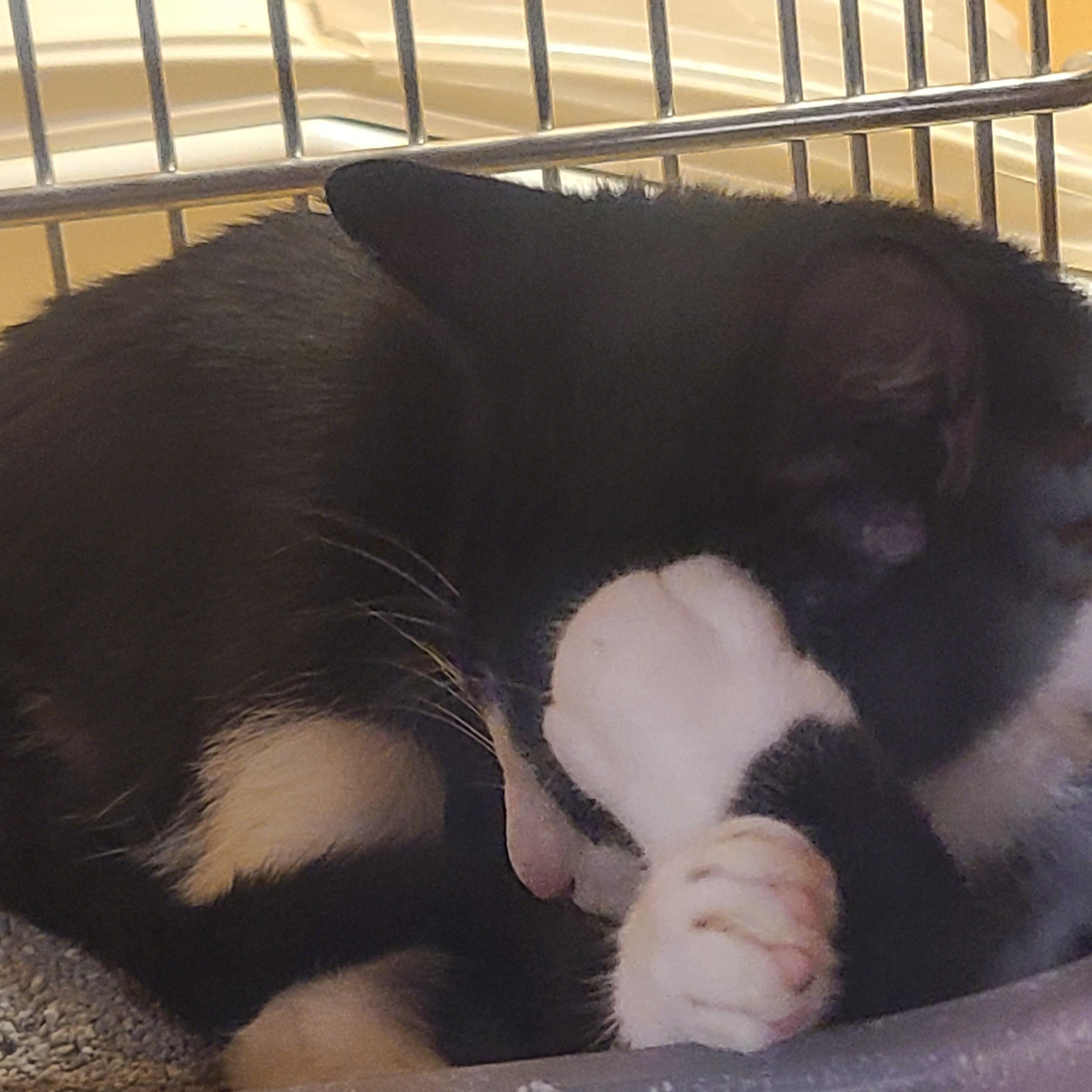 Enlarge Oreo, a ADOPTABLE Domestic Short Hair in Gerrardstown, WV image 1/6