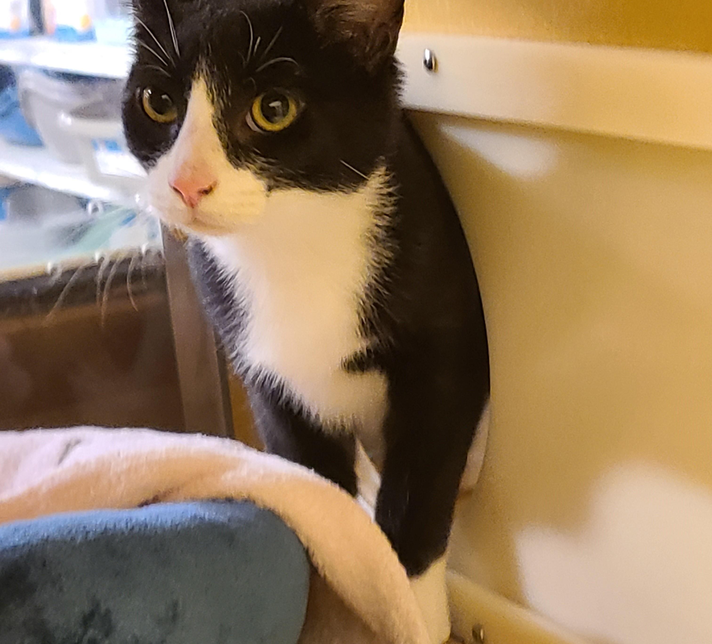 Enlarge Oreo, a ADOPTABLE Domestic Short Hair in Gerrardstown, WV image 6/6
