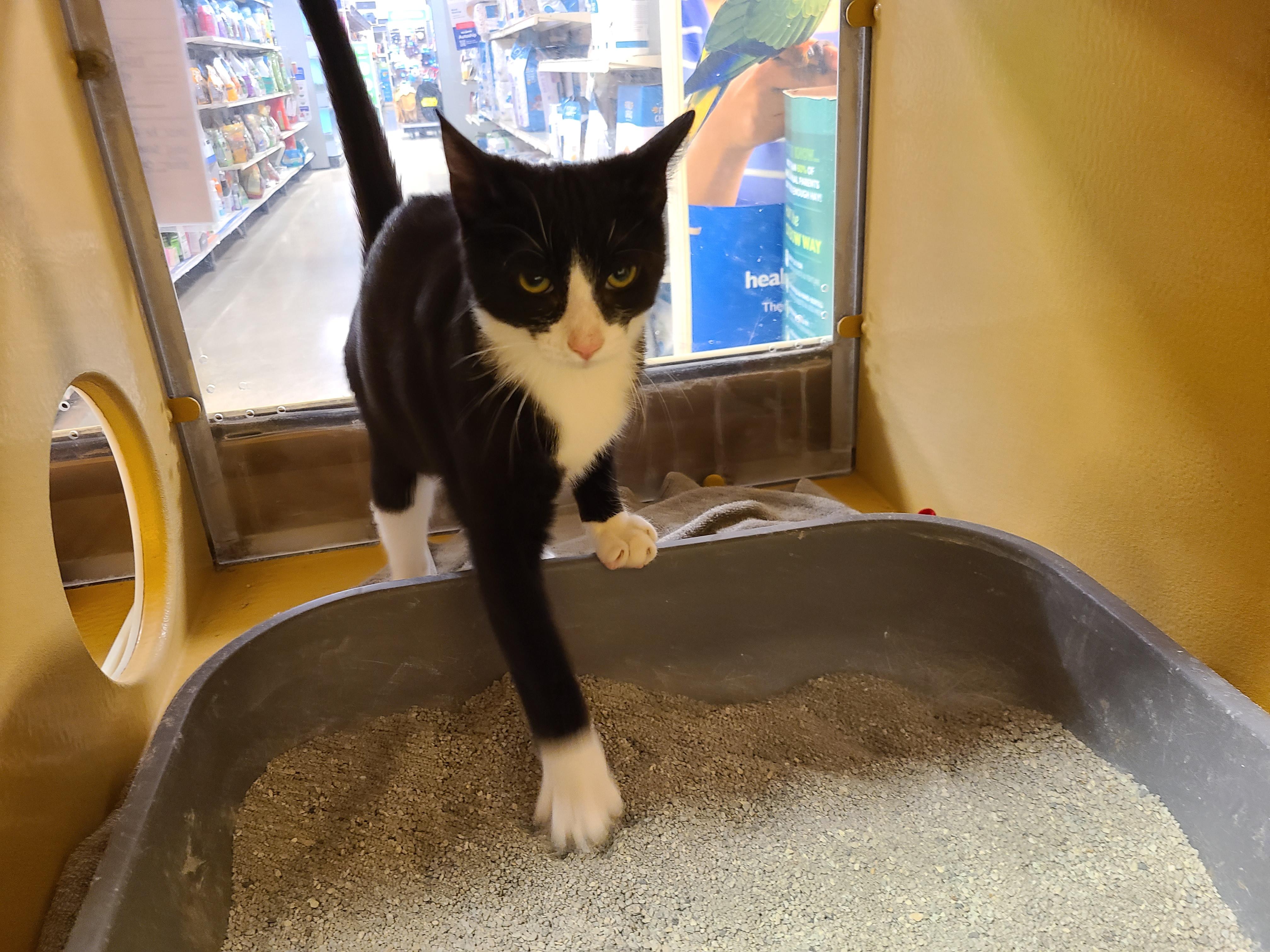 Enlarge Oreo, a ADOPTABLE Domestic Short Hair in Gerrardstown, WV image 4/6
