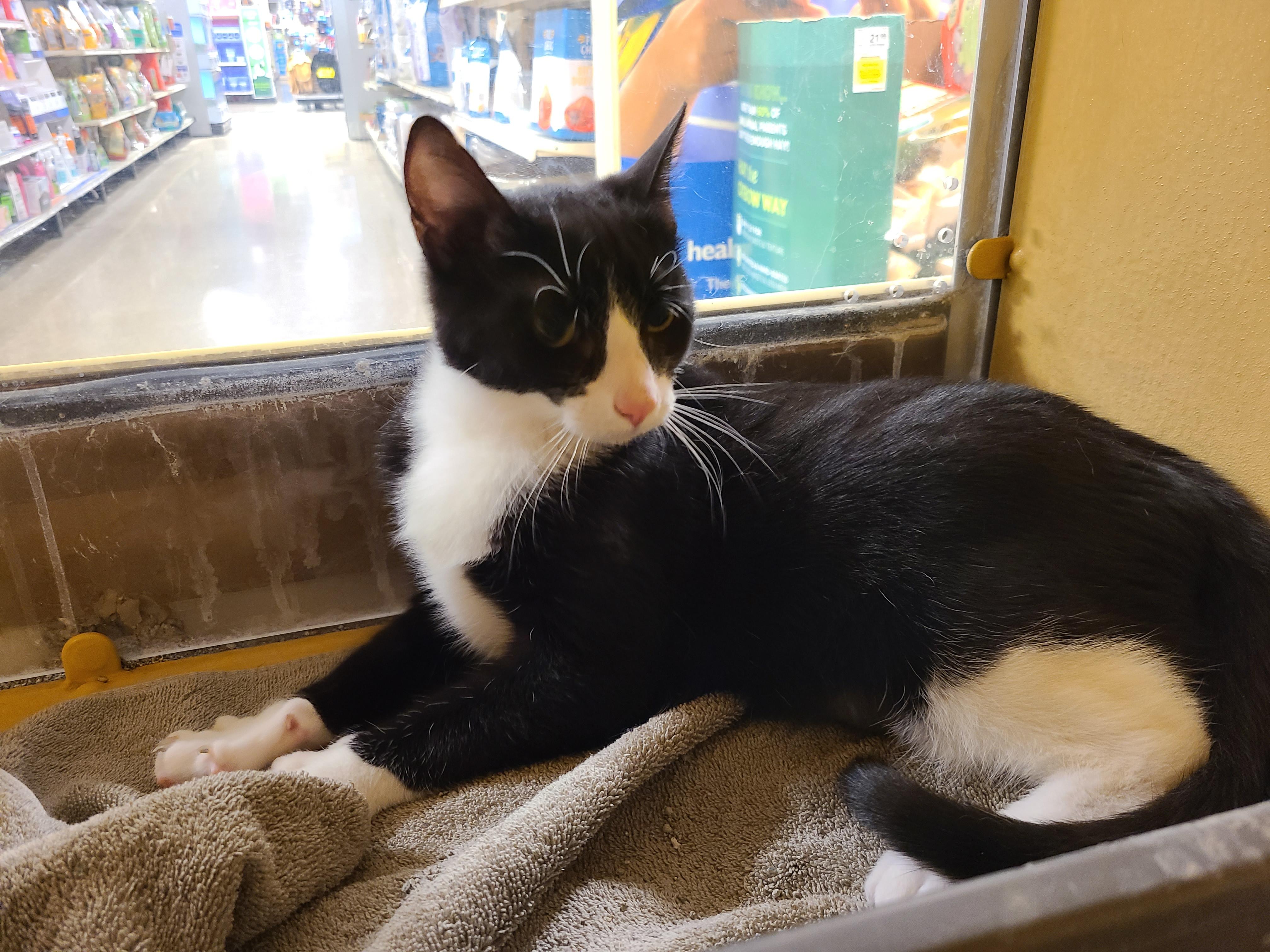 Enlarge Oreo, a ADOPTABLE Domestic Short Hair in Gerrardstown, WV image 3/6