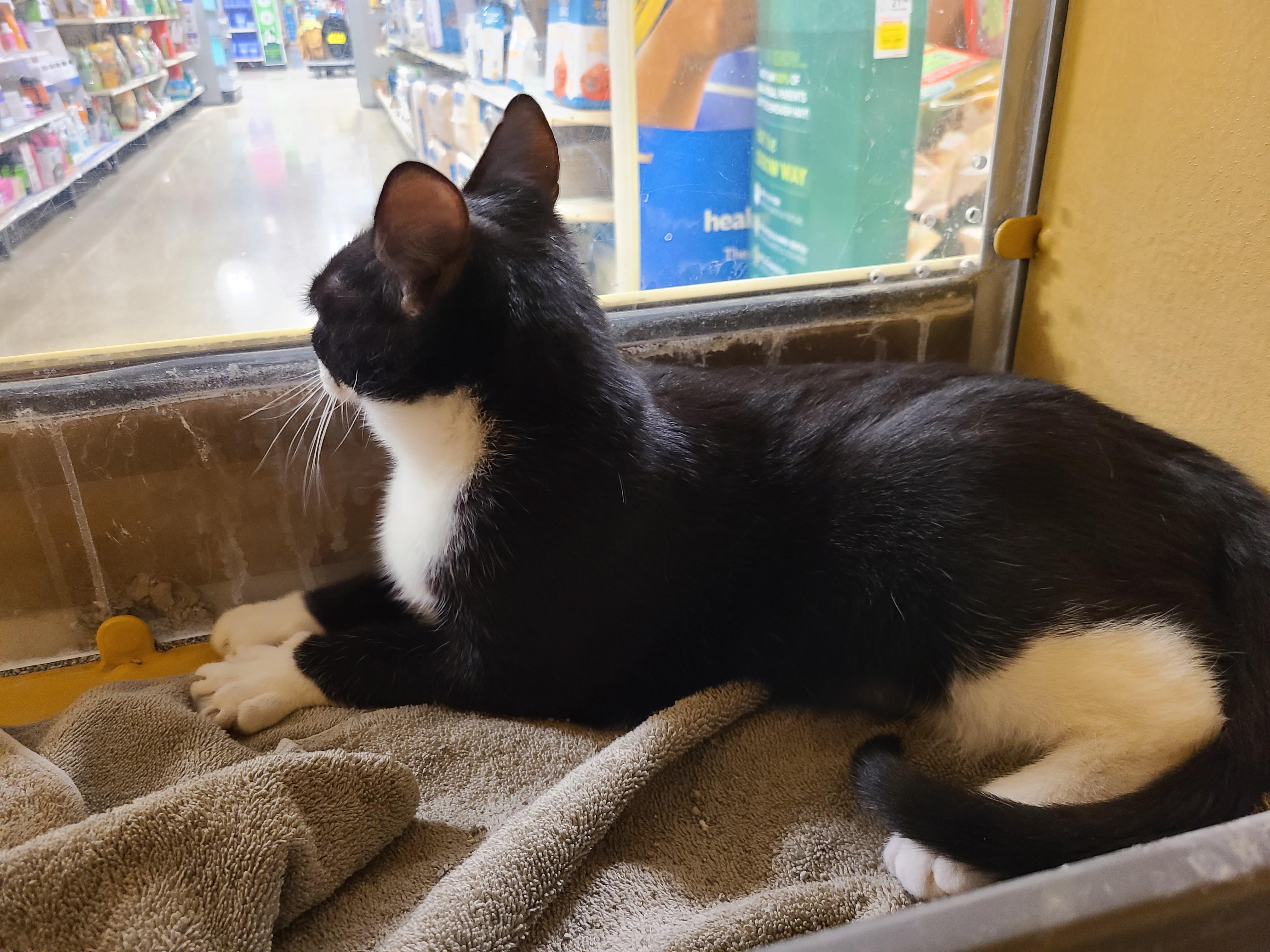 Enlarge Oreo, a ADOPTABLE Domestic Short Hair in Gerrardstown, WV image 5/6