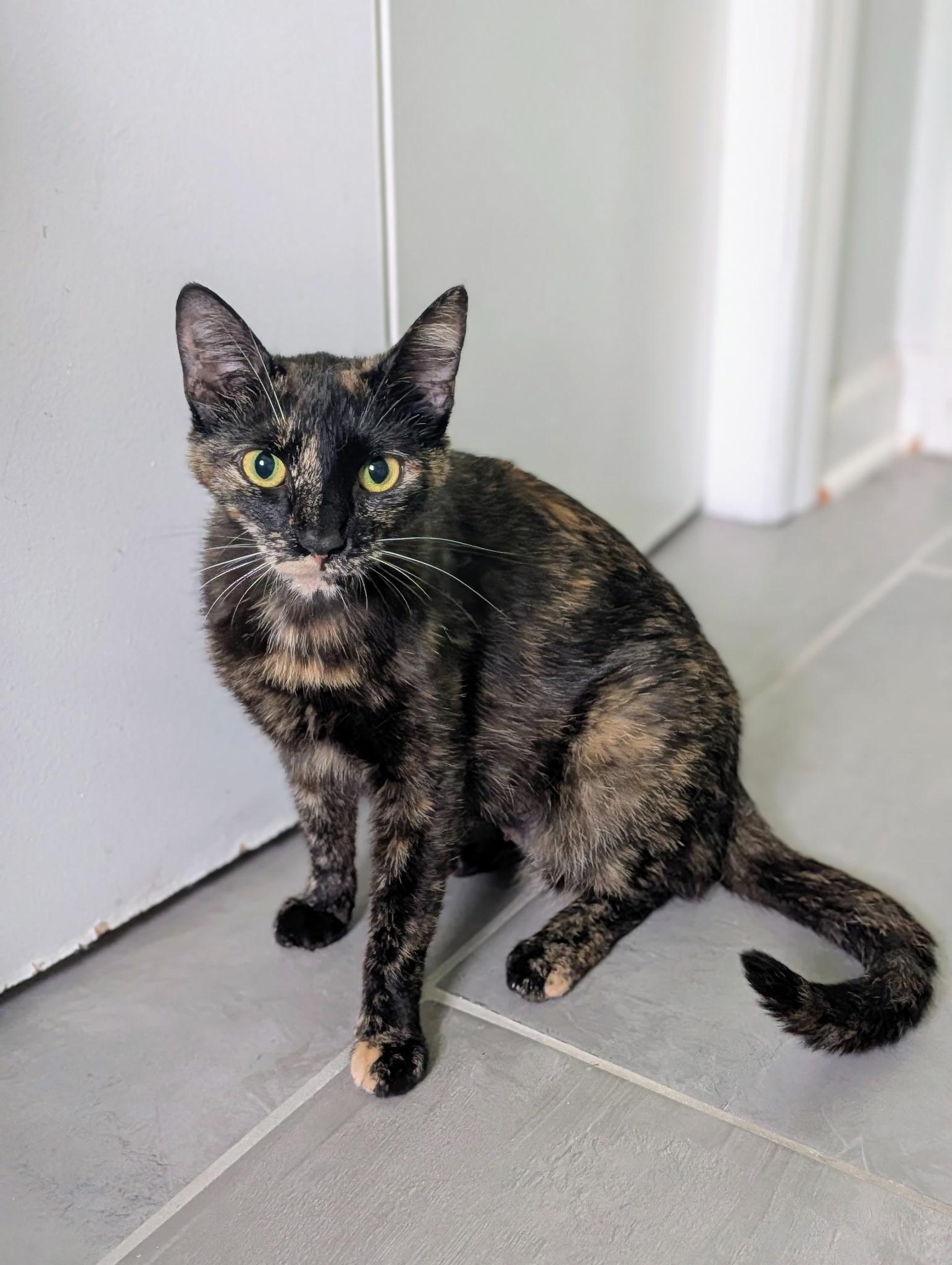 Oneida, ADOPTABLE, Adult Female Domestic Short Hair.