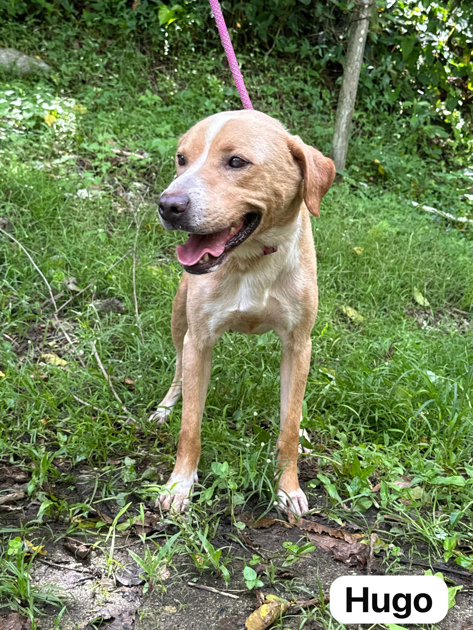 Dog for adoption - Hopeful Hugo, a Yellow Labrador Retriever Mix in ...