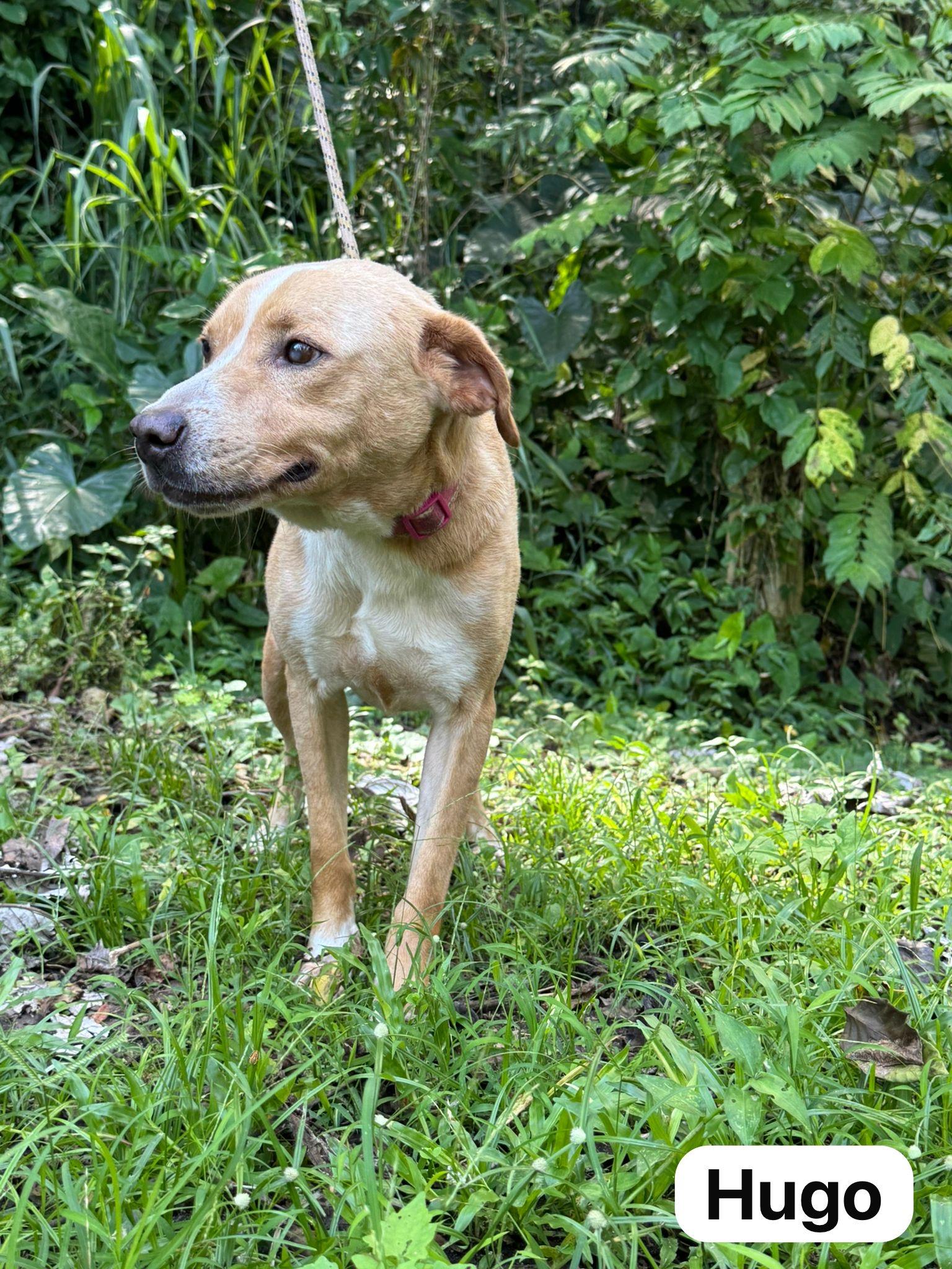Dog for adoption - Hopeful Hugo, a Yellow Labrador Retriever Mix in ...