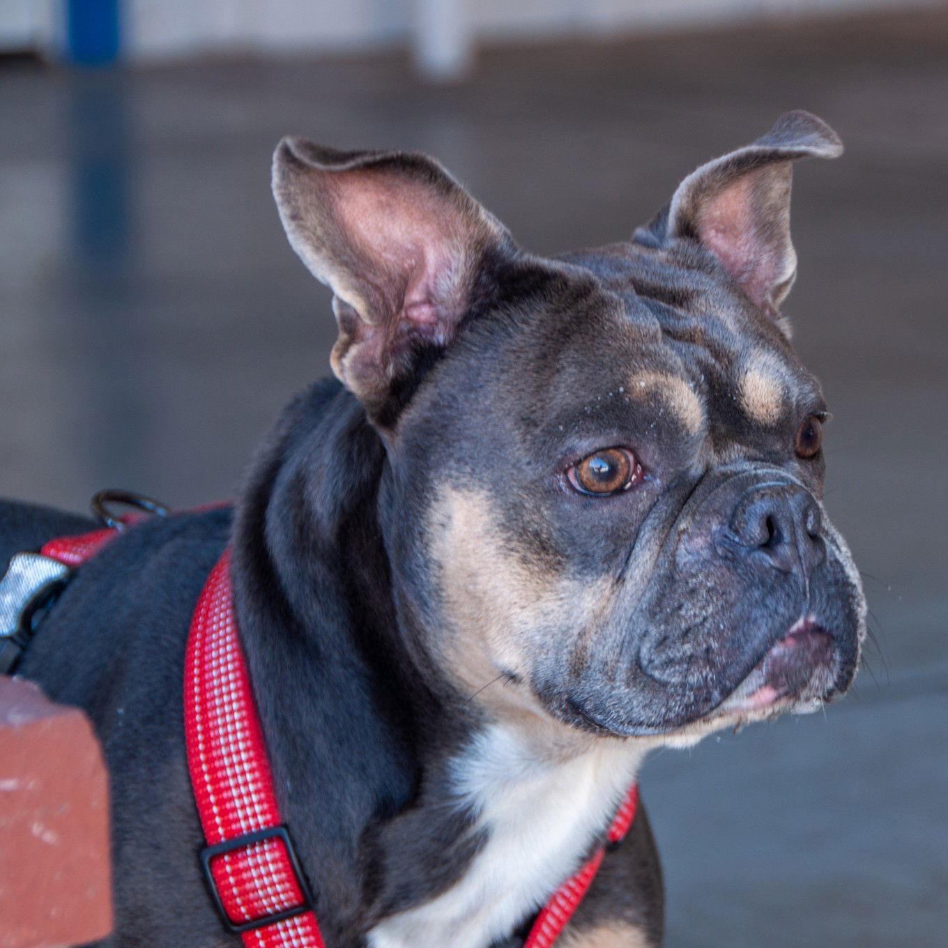 Rocky, a Adopted American Bulldog in San Jose, CA image 1/3