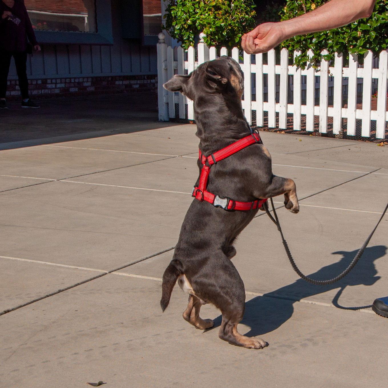 Rocky, a Adopted American Bulldog in San Jose, CA image 2/3
