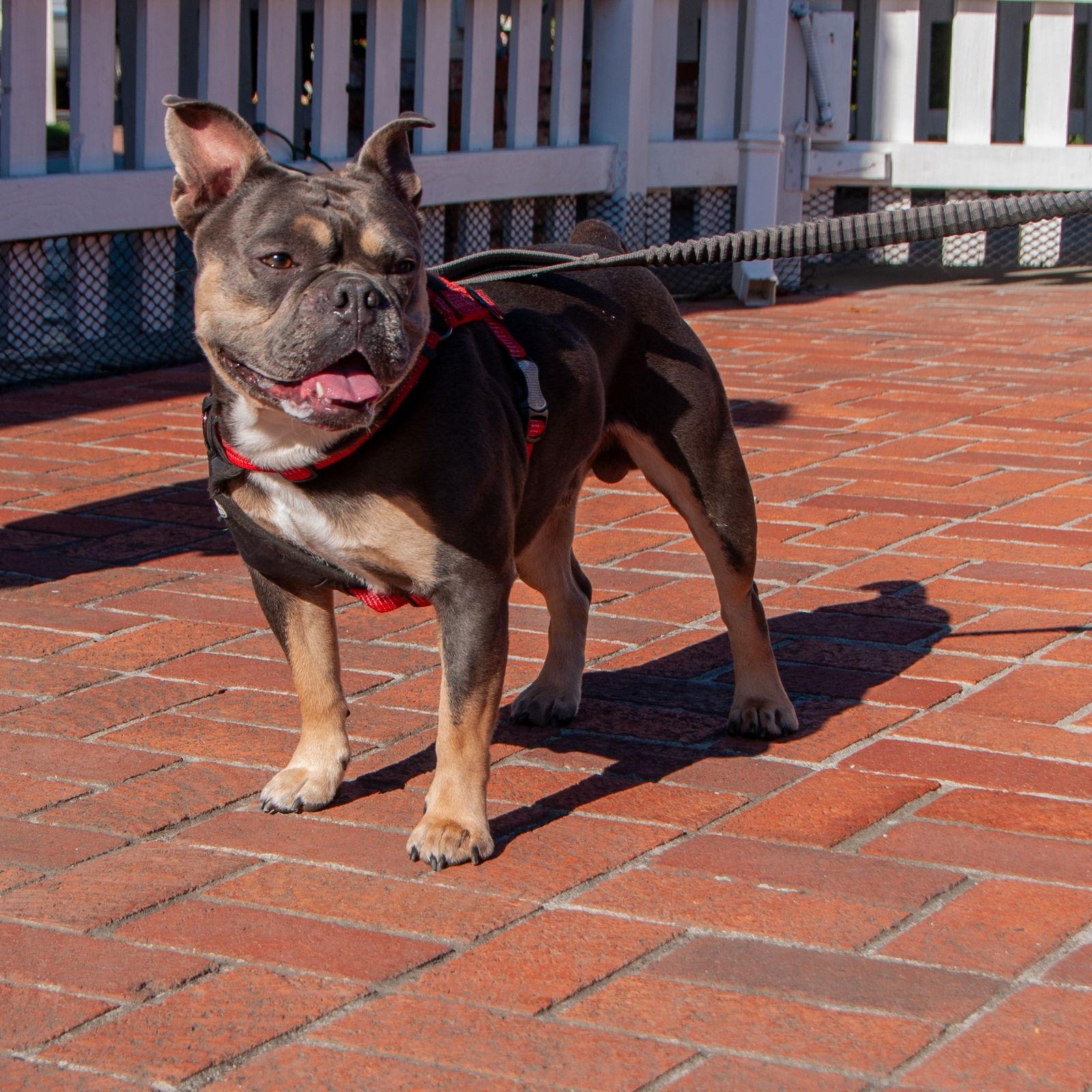 Rocky, a Adopted American Bulldog in San Jose, CA image 3/3