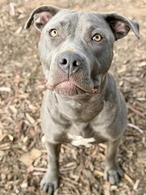 Enlarge ROXY, a Adoptable Pit Bull Terrier in Fremont, CA image 1/1