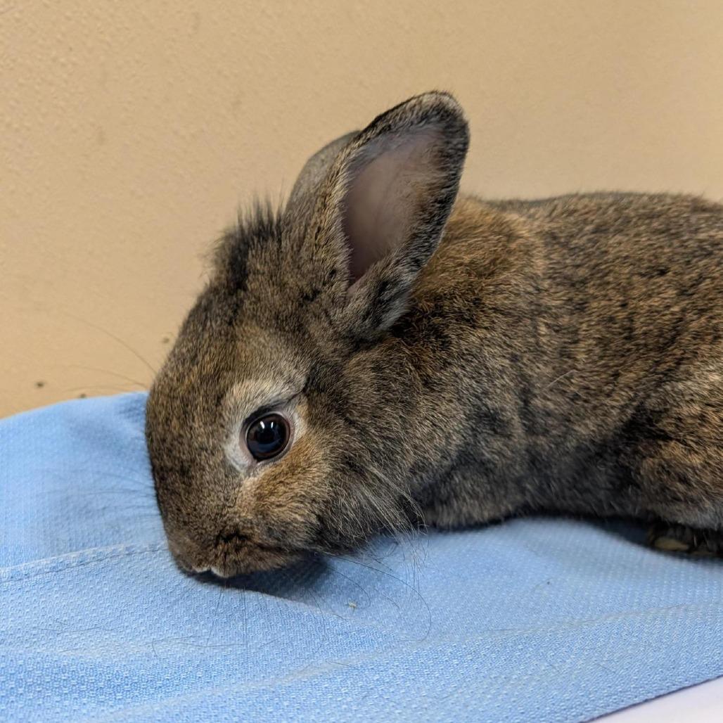 Joe Jonas, Adoptable, Adult Male American.