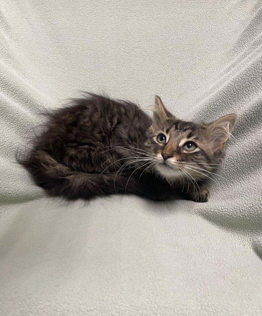 Pearl, an adoptable Domestic Long Hair in Jackson, MI image 2/6