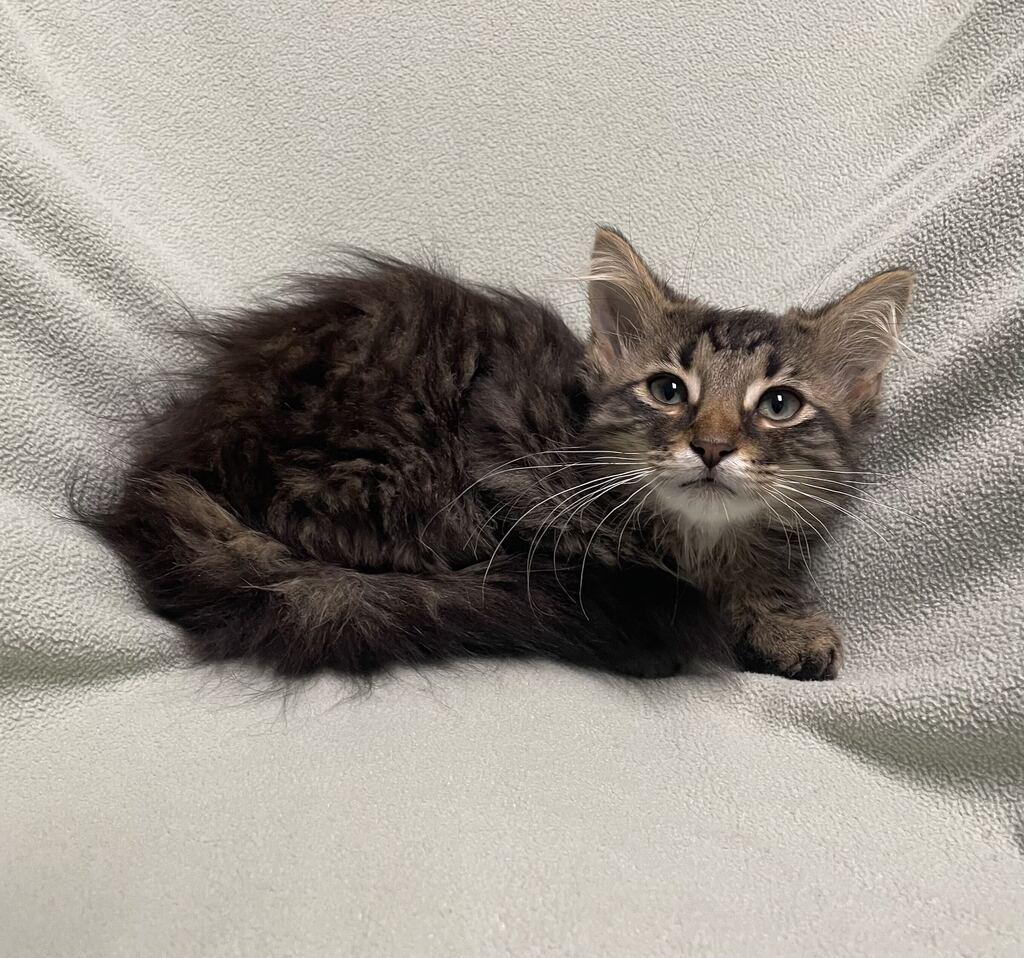 Pearl, adoptable, Kitten Male Domestic Long Hair.