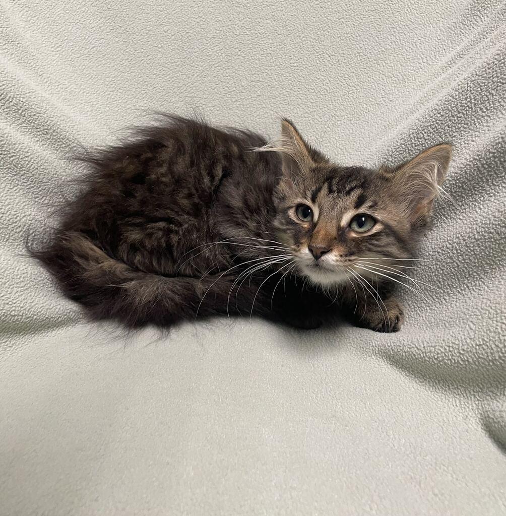 Pearl, an adoptable Domestic Long Hair in Jackson, MI image 5/6