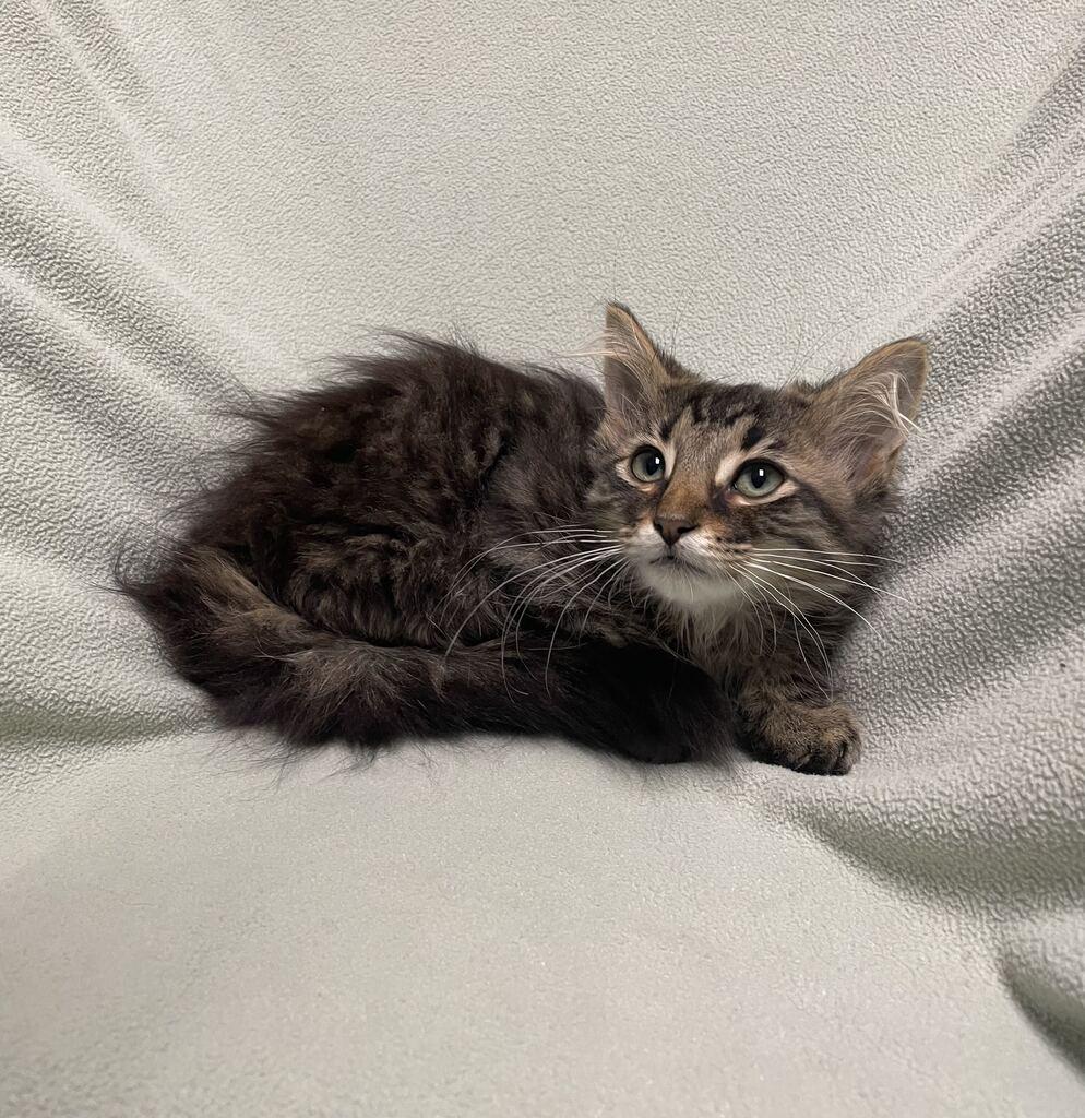 Pearl, an adoptable Domestic Long Hair in Jackson, MI image 6/6
